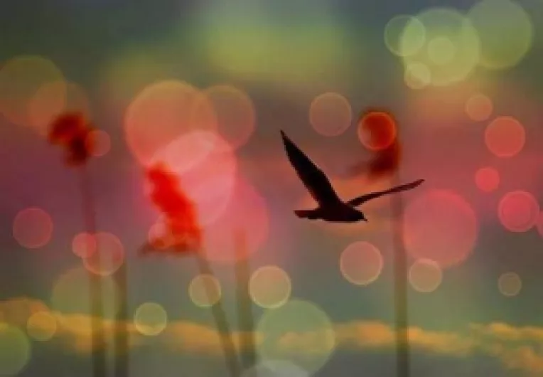 Ascensiunea omului la noul nivel de vibratii al Terrei : PACE, FRUMUSETE si IUBIRE