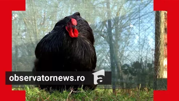 Cel mai frumos cocos din Europa este un pintenat din Romania. Cat costa un astfel de exemplar